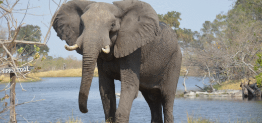 Elephant