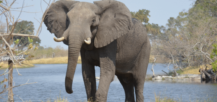 Elephant