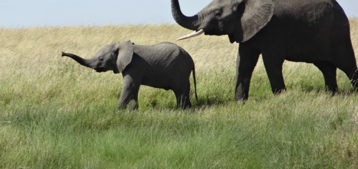 Elephant