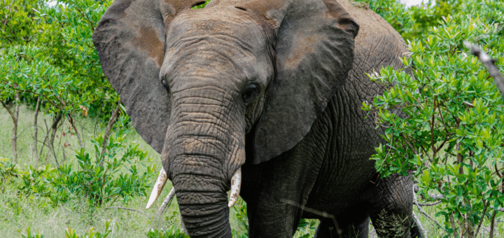 Elephant