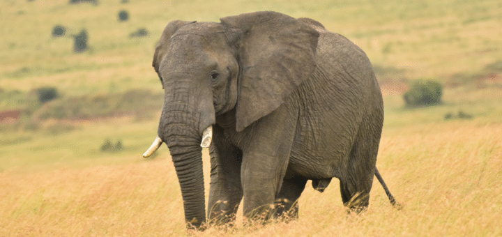 Elephant