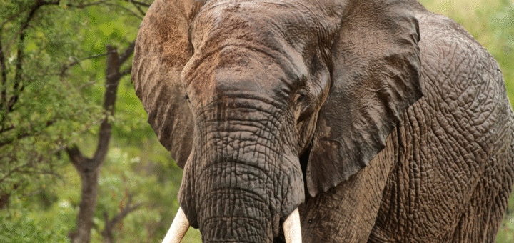 Elephant