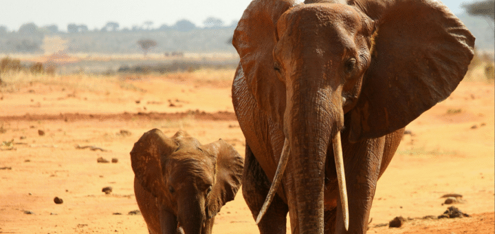 Elephant