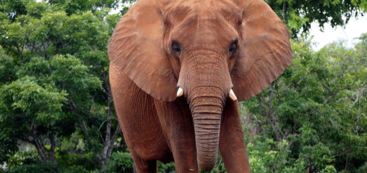 Elephant