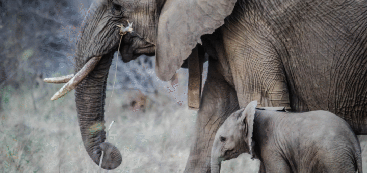 Elephant