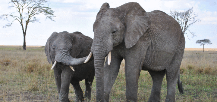 Elephant