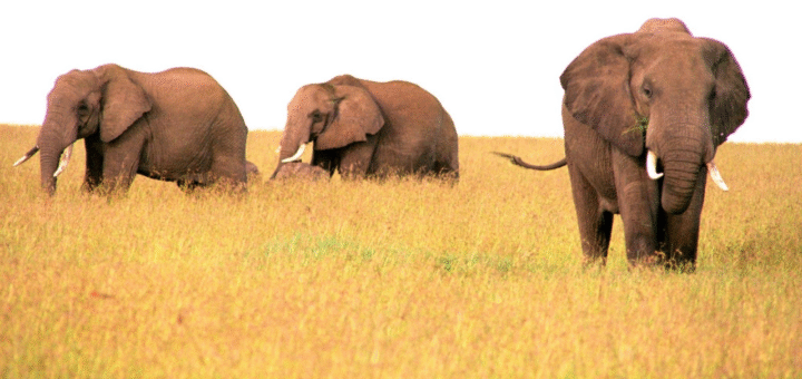 Elephant