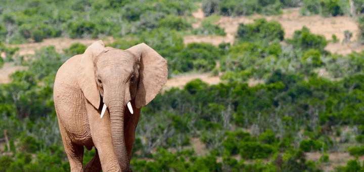 Elephant