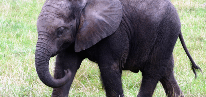 Elephant