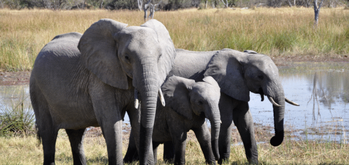 Elephant