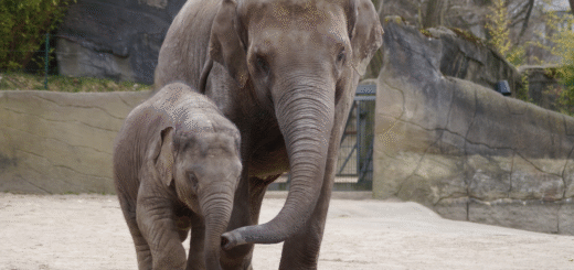Elephants