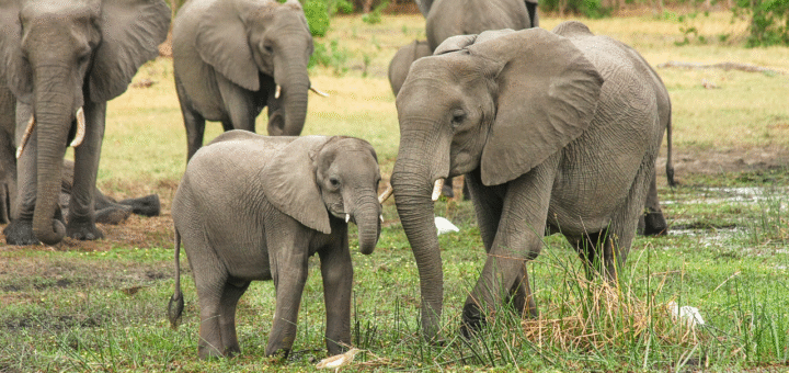 Elephant