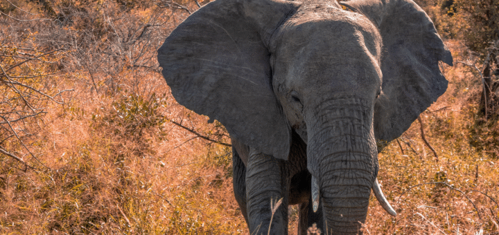 Elephant