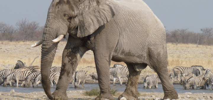Elephant