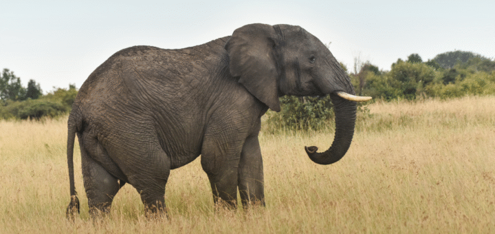 Elephant
