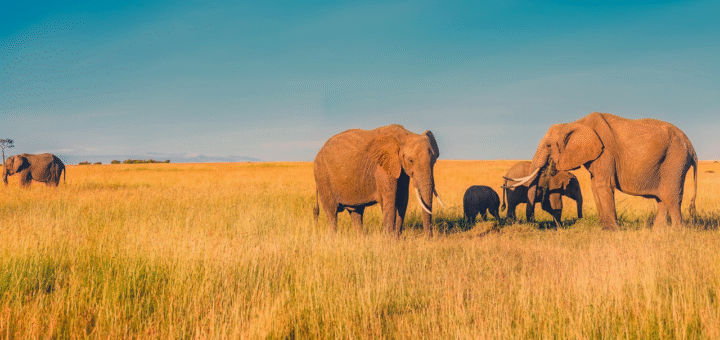 Elephant