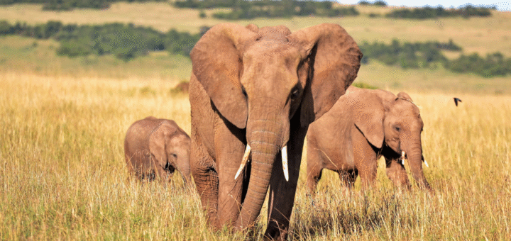 Elephant
