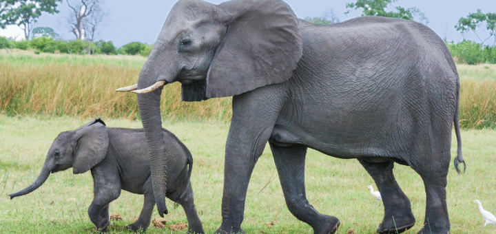 Elephant