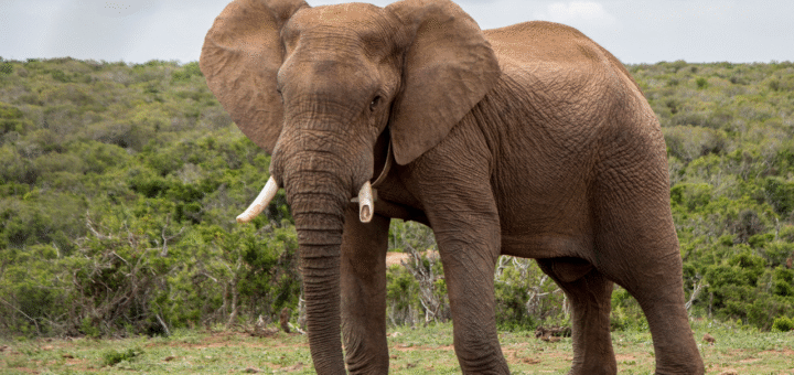 Elephant