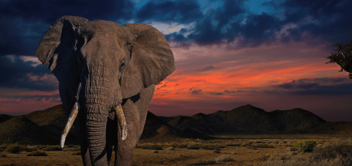 Elephant