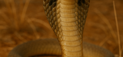 Philippine Cobra